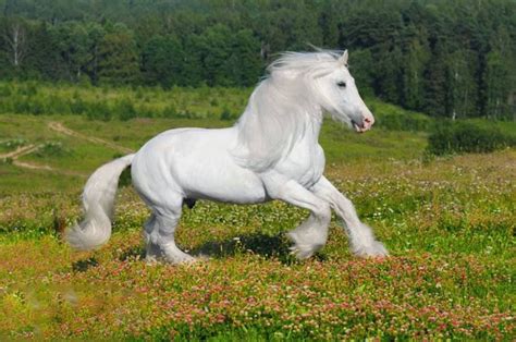 white horse | Beautiful horses, Shire horse, Horses