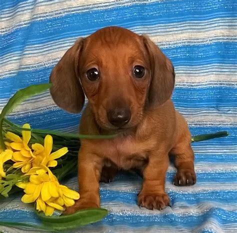 69+ Mini Dachshund Puppy Breeders Pic - Bleumoonproductions