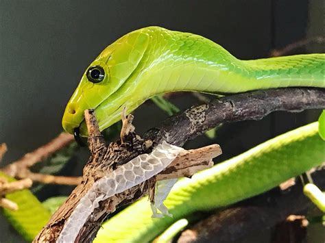 A beautiful green mamba : r/snakes