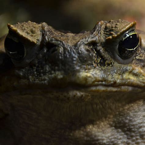 Cane toads in Australia | Kaggle