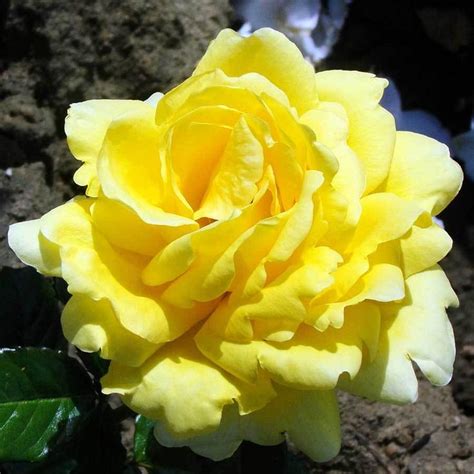 Hybrid Tea Rose Care Guide | How to Care for Hybrid Tea Roses