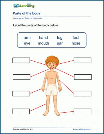 body parts worksheet worksheet - body parts in spanish worksheets ...