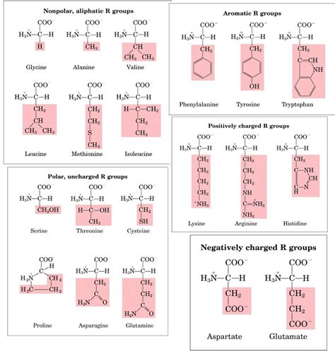 Polar, Uncharged R-Group Amino Acids Diagram | Quizlet