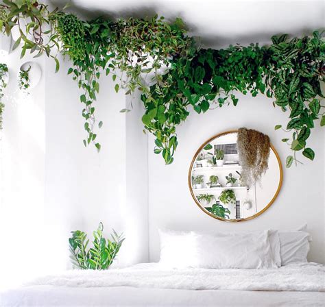 15 Decoration ideas with plants to make every corner of your home an ...