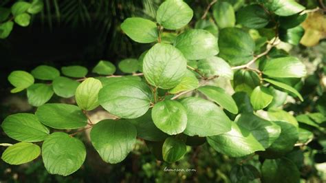 Manfaat daun bidara | Plant leaves, Plants, Leaves