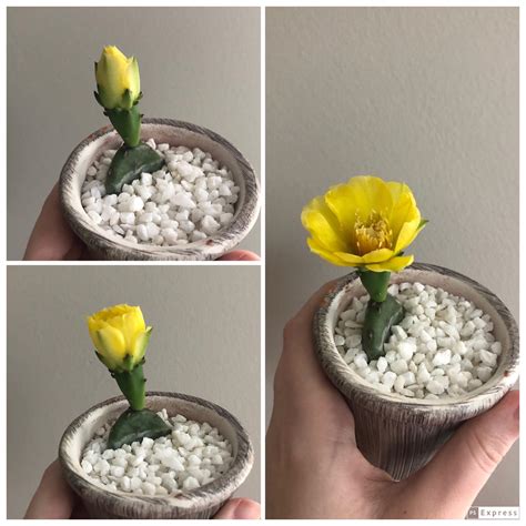 My first ever cactus bloom!!! : r/cactus