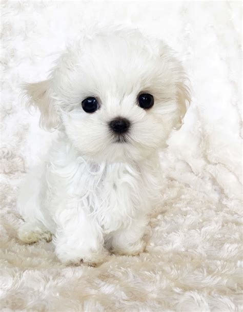 Micro Teacup Maltese Puppy - xxs perfect! Billy :) | iHeartTeacups