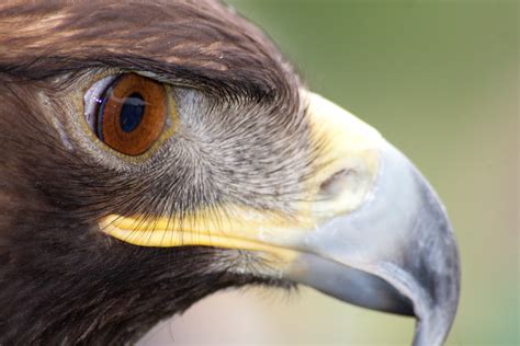 The Eagle Eye | BirdNote