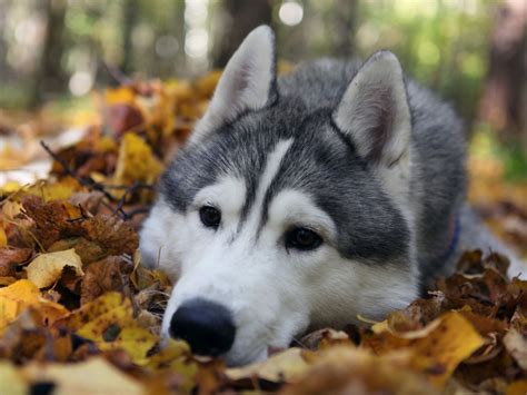 Siberian Husky Dog : Temperament, Training, Pictures and Video ...