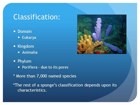 Top 186+ Sponge animal classification - Merkantilaklubben.org