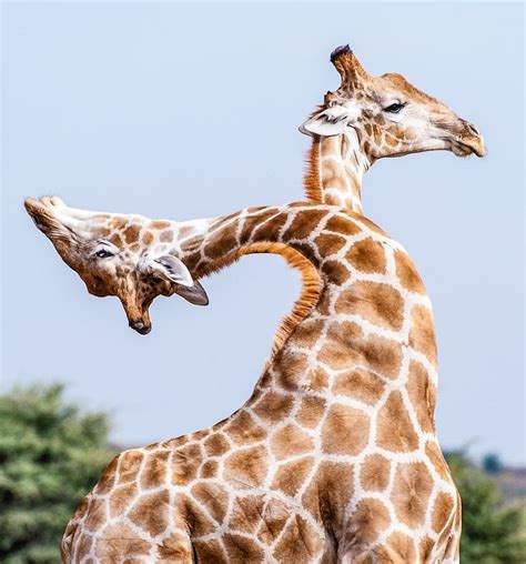 The amazing two-headed Giraffe by Denis Roschlau two Giraffes fighting ...