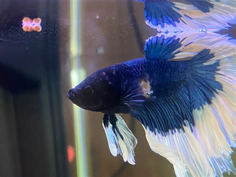 Injury or Disease? | Betta Fish Forum