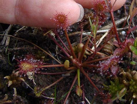 Sundew plant - Protecting the New Jersey Pinelands and Pine Barrens ...