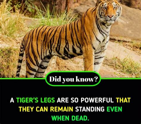 What are 3 interesting facts about tigers? – ouestny.com