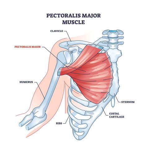 Exercises for Pec Strains - [P]rehab