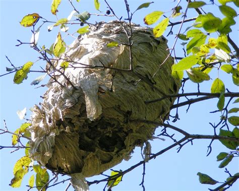 Signs Of A Wasp Nest | We Save Bees