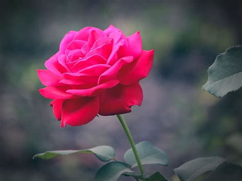 2560x1440px | free download | HD wallpaper: rose, flower, flowers, red ...