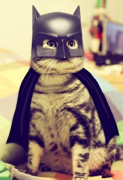 26 Hilariously Creative Halloween Costumes For Cats