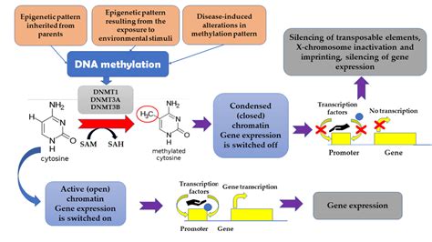 The impact of methylation on gene expression. | Download Scientific Diagram