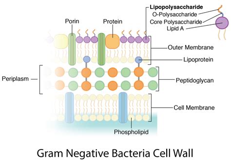 Bacteria: Cell Walls – General Microbiology