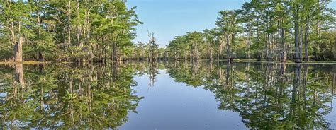 Atchafalaya Swamp - Saving Wilderness | The Heart of Louisiana