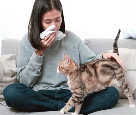 Allergy Control for Cat Owners - Catwatch Newsletter