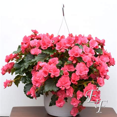 Hanging Begonia Basket GH-102 | Essex Florist & Greenhouses, Inc