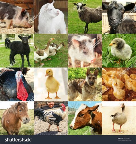 2,483 Collage Animals In Farm Images, Stock Photos & Vectors | Shutterstock