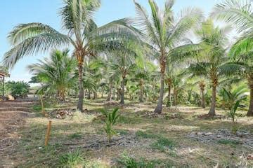 Tour a Coconut Farm in Maui, HI | Maui Coconut Tour