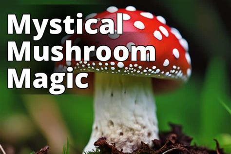 Amanita Muscaria Effects Demystified: The Intriguing World of Fly ...