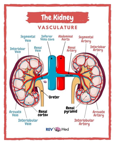 Renal Vasculature Anatomy