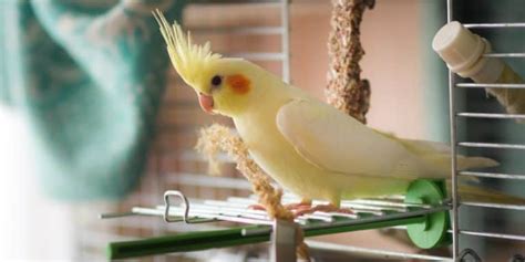 Best Cockatiel Cages: Guidelines & 5 Full Reviews – Your Parrot Cage