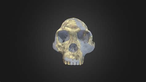 Homo habilis skull - Download Free 3D model by Digital Atlas of Ancient ...