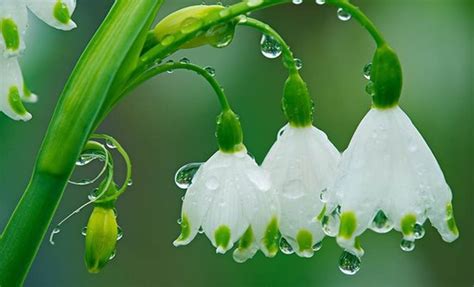 Download Rain Drops On Flowers On Itl.cat