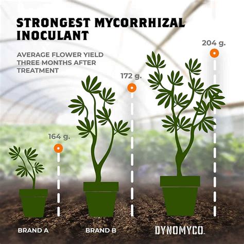 Types of Mycorrhiza – DYNOMYCO