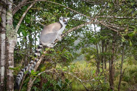 Florian's Photographs: Lemurs in Madagascar