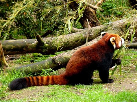 Red Panda's long fluffy tail. (click thru for high res) | Red panda ...