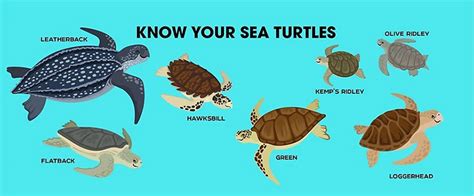 Know Your Sea Turtles - Guyana Chronicle