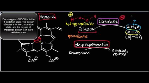 Catalase Types