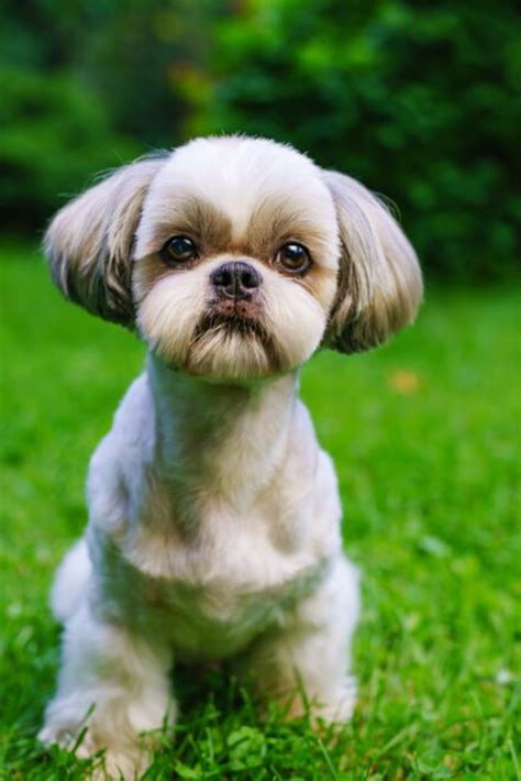 Shih tzu dog with short haircut portrait on green lawn background # ...