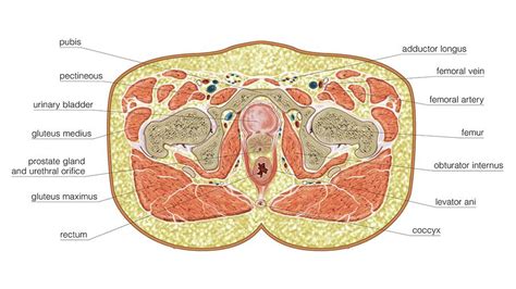 Transverse Section At Hemipelvis Level Photograph by Asklepios Medical ...