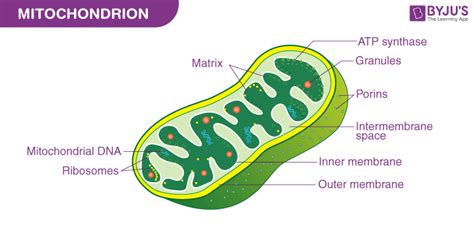 Mitochondria In A Human Cell