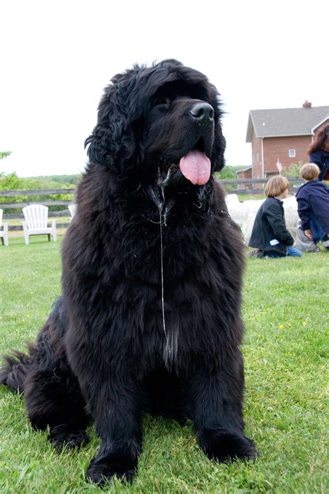 Newfoundland Dog Breed » Information, Pictures, & More