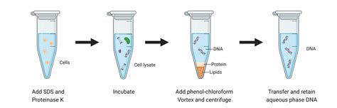 Dna Extraction Using Phenol Chloroform