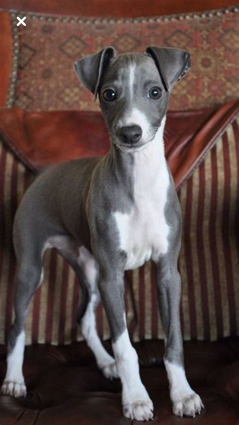 Italian Greyhound puppy | Italian greyhound puppies, Greyhound puppy ...