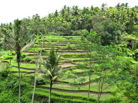 Ubud Rice Terraces, Indonesia | Les Voyageurs