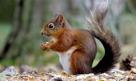 Red Squirrel Facts | Red Squirrel Habitat & Diet