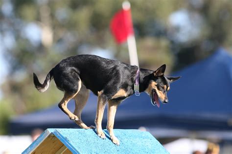 Australian Kelpie: The Ultimate Breed Guide 2020 | Pups4Sale breeders ...