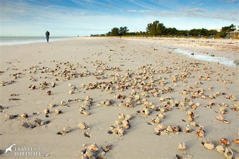 The Beautiful Face of the Florida Fighting Conch | Travel For Wildlife