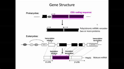 Gene Structure - YouTube